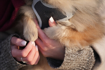 Two Paws of a small fluffy dog on a woman's hands