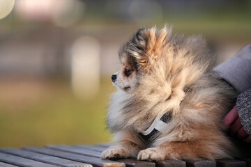 Portrait of a Pomeranian on a park bench