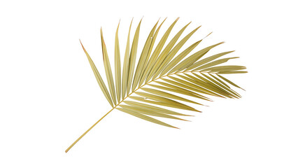 Single dried palm frond on a clean white background
