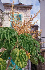 Evergreen shrub of Tetrapanax papyrifer,  rice-paper plant with large leaves and inflorescences near village house. Montenegro, Tivat, embankment of Donja Lastva village