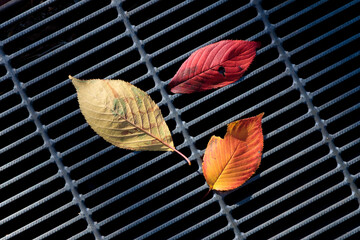 排水溝の蓋の上に落ちた紅葉した葉