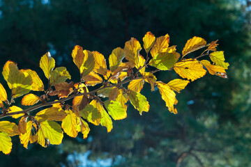 逆光の黃葉した葉