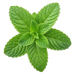 A close up shot of a vibrant green mint plant with clearly visible leaf veins