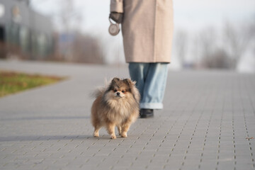 Woman walking around town with Pomeranian in sunny weather