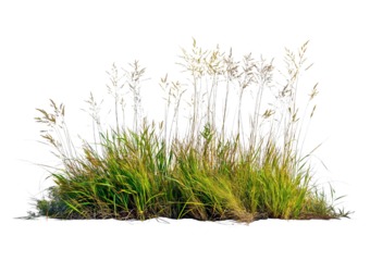 Tall wild grass stalks with feathery seed heads in varying shades of green and tan isolated on a transparent background