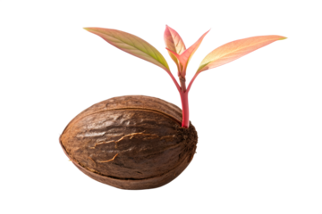 A single pecan nut sprouting new green leaves and a reddish stem, symbolizing growth and new beginnings in nature, isolated on a white background