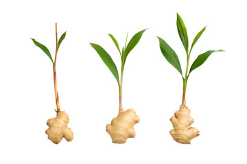 Fresh botanical green leaves sprouting from ginger rootlets against a clean white background, showcasing new growth and natural elements