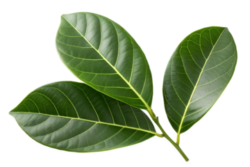 A Close-Up Macro View of Three Vibrant, Fresh Green Jackfruit Leaves with Delicate Veins, Isolated on a White Background, Showcasing Natural Beauty