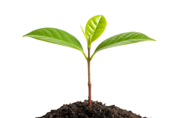 Isolated image of a young green plant sprouting from rich dark soil, symbolizing growth, new beginnings, and natural life, perfect for ecological themes