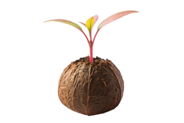 Close-up macro shot of a young tea plant sprout with vibrant green leaves emerging from a coco coir pot, symbolizing new growth and organic cultivation