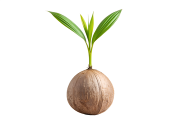 A young coconut seedling emerges from a whole coconut, symbolizing growth, new beginnings, and the potential of nature, isolated on a clean white background