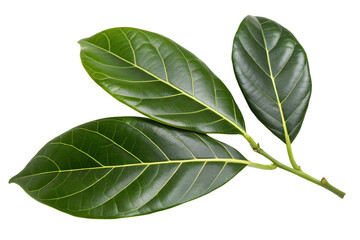 Obraz premium Fresh vibrant green tropical leaves from a fruit tree, isolated on a clean white background, showcasing natural organic foliage detail