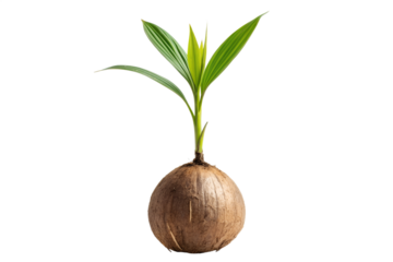 Tiny coconut seedling sprouting with vibrant green leaves emerging from a mature coconut, isolated on a clean white background