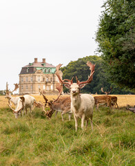 White albino deer in front of Eremitageslottet (castle)