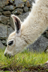 Naklejka premium Lama au Pérou