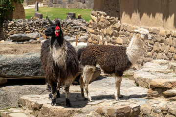 Naklejka premium Lamas au Pérou