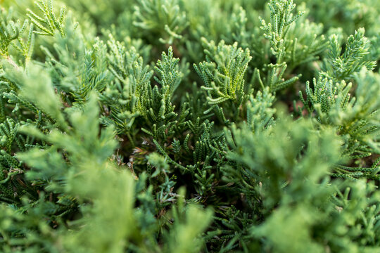 日差しを浴びるトベラの葉と花