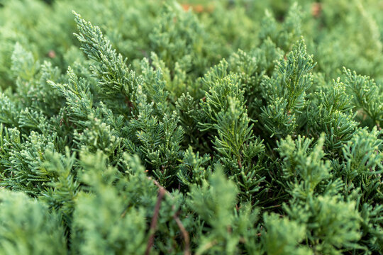 常緑樹トベラの生け垣と開花