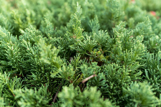 常緑樹トベラの生け垣と開花