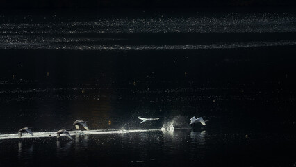 A flock of ducks flies over a lake splashing water in a misty morning