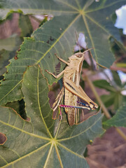 Cataloipus rests on verdant leaves, its elaborate body and ornate wings forming a striking contrast with the foliage. a close up view reveals intricate patterns along with delicate legs and eyes