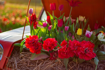 Colorful Flowers in Vintage Car Display