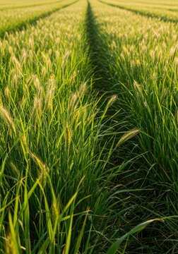 Dense, vibrant herbage grass thriving in a sunny meadow, suitable for sustainable agriculture, pasture, and livestock forage ,outdoor ,rural ,growth