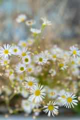 枯れ草の前に咲くヒメジョオンの白い花とやわらかなボケ