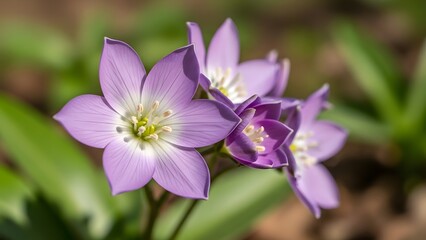Fototapeta premium Delicate lavender columbine flowers blooming in a natural meadow setting