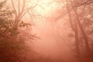A forest with foggy trees and a sun shining through the trees