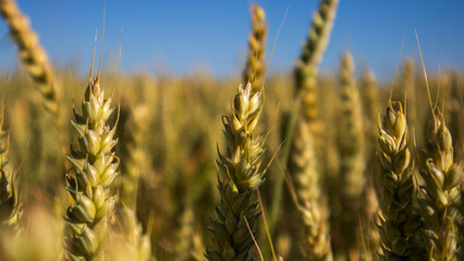 Wheat Field Under Clear Blue Sky