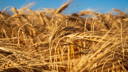Fototapeta premium Wheat Field Under Clear Blue Sky