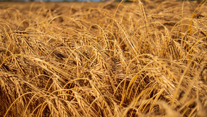 Golden Wheat Field Swaying in the Wind