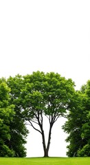 Fototapeta premium Isolated forest canopy of lush green deciduous trees silhouetted against a pure white studio backdrop, providing ample copy space, concept, organic, pure