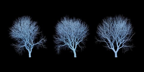 Three leafless trees with frosty white branches against a dark, dramatic black backdrop