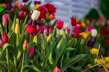 Spring Tulip Garden Blooming