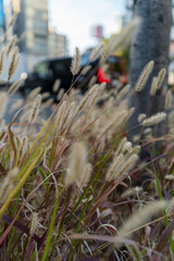 野原に咲く黄金色の輝き