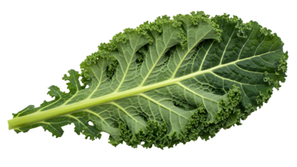 Fresh green kale leaf close up detail isolated on transparent background
