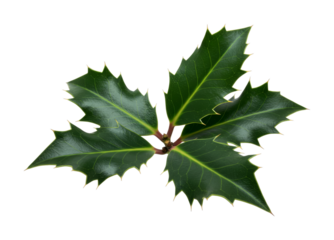 Vibrant green holly leaves with sharp, spiky edges are arranged on a dark stem, symbolizing winter holidays and festive decorations.
