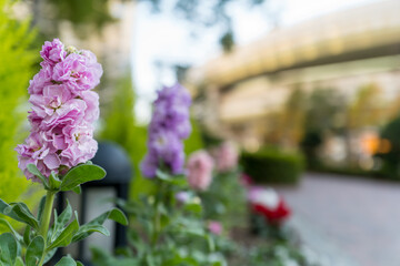 カードデザインに使えるストックの花写真