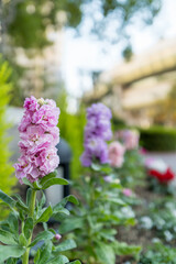 カードデザインに使えるストックの花写真