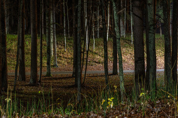 Night Forest Scene with Tree Trunks and Dim Road Light Creating a Mysterious Woodland Atmosphere