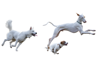 High-energy dog leaping mid-air and catching a ball while playing fetch, isolated on a clean white background for easy commercial use.
