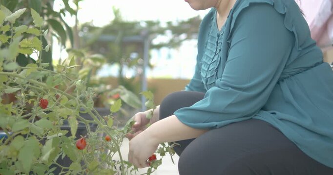 Person with blindness disability picking red ripe tomatoes on the vine tomato plant, growing and harvesting organic vegetable and fruit homegrown garden food plants to ensure food safety