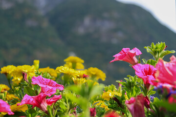 flowers in the garden