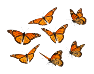Seven monarch butterflies with vibrant orange wings gracefully flutter and pose, showcasing their intricate patterns and delicate beauty.