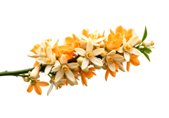 Orange blossoms cluster together on a slender green branch, showcasing their delicate white and orange petals with vibrant yellow centers, symbolizing spring and fresh growth.