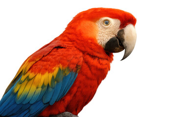 Fototapeta premium Scarlet macaw parrot head and upper body with vibrant red, blue, yellow feathers on transparent background