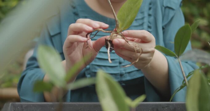 Person with blindness disability learning plants and gardening with the helping of her senior friend gardener by using hand-under-hand technique to guide tactile exploration in home garden background