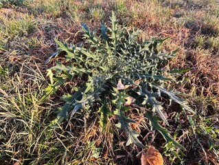 Cirsium vulgare (spear thistle) rosette growing in a grassy field, showing sharp spiny leaves covered with morning frost. Detailed close-up of this wild, prickly thistle in its natural habitat.